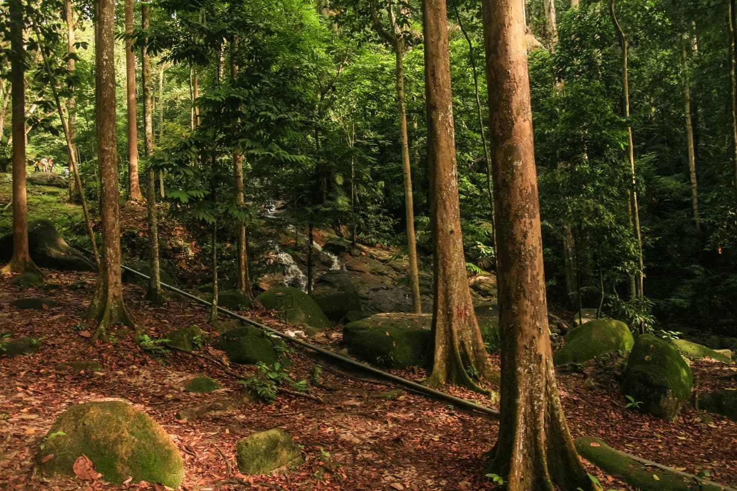Trees, forest floor and a small artificial stream at FRIM in a 2016 photograph; the Forest Skywalk is not pictured
