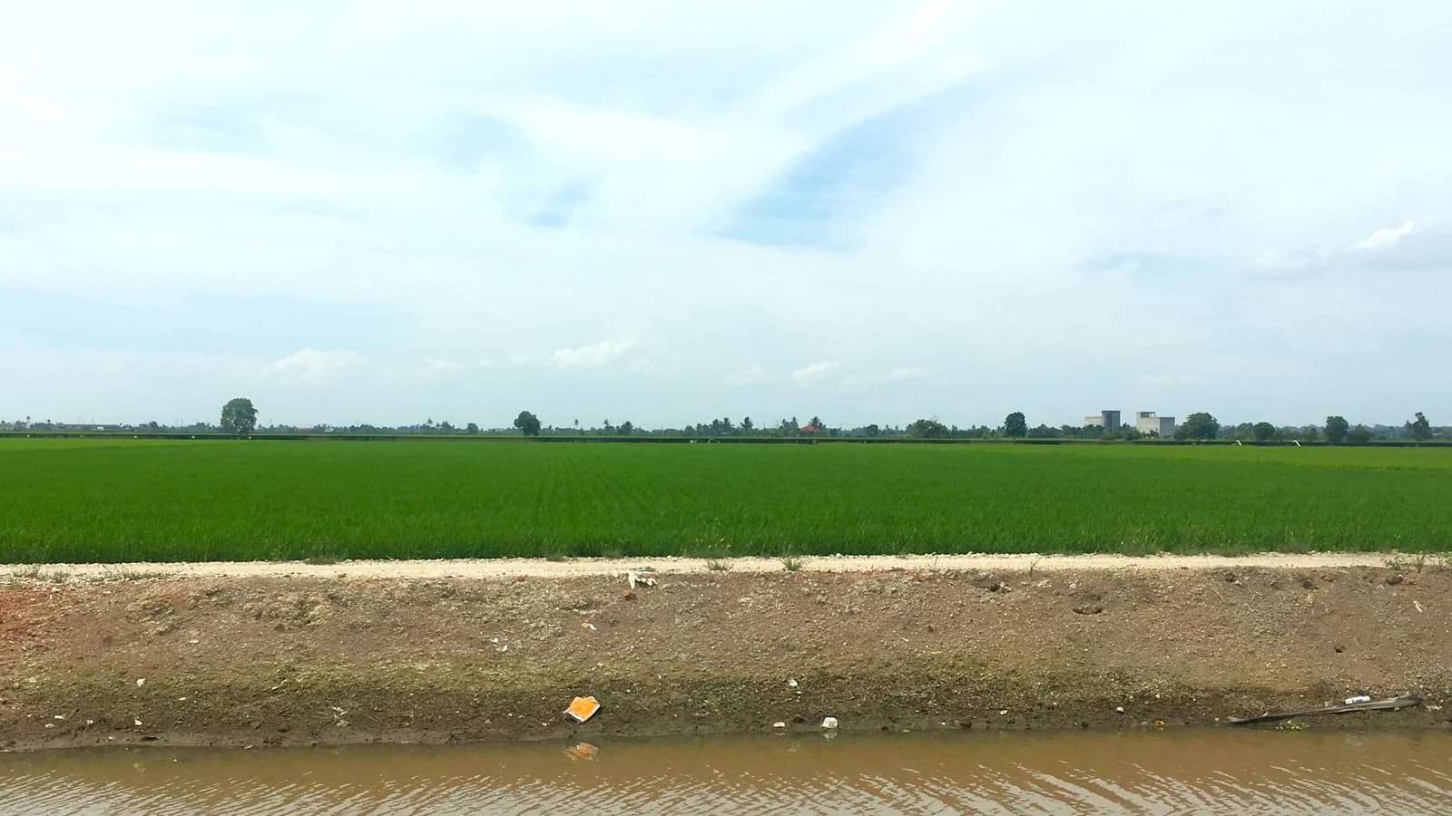 Green paddy fields beside an irrigation channel in Sekinchan, photographed by Slleong in October 2017